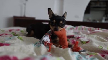 Küçük Chihuahua köpeği sahibinin eliyle oynar ve onu ısırır.