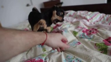 Küçük Chihuahua köpeği sahibinin eliyle oynar ve onu ısırır.