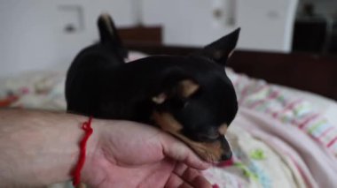 Küçük Chihuahua köpeği sahibinin eliyle oynar ve onu ısırır.