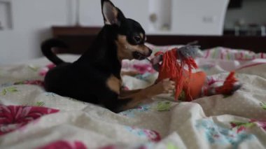 Küçük Chihuahua köpeği sahibinin eliyle oynar ve onu ısırır.