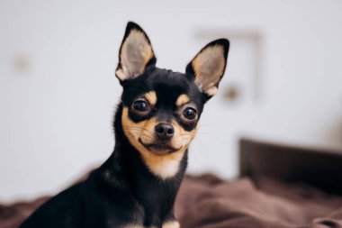 Kanepede uzanmış güzel bir köpek. Şirin chihuahua çalıyor.