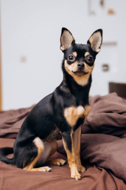 Kanepede uzanmış güzel bir köpek. Şirin chihuahua çalıyor.