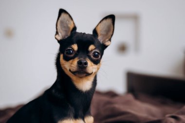 Kanepede uzanmış güzel bir köpek. Şirin chihuahua çalıyor.