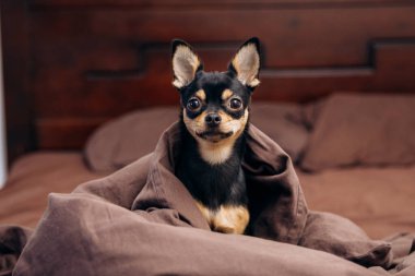 Kanepede uzanmış güzel bir köpek. Şirin chihuahua çalıyor.