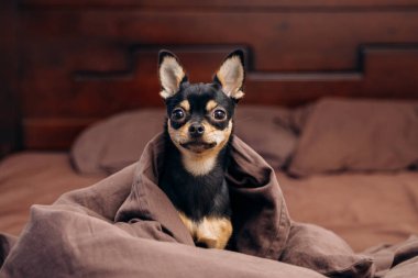 Kanepede uzanmış güzel bir köpek. Şirin chihuahua çalıyor.