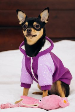 Pet chihuahua kanepeye oturur ve kameraya bakar.