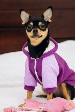 Pet chihuahua kanepeye oturur ve kameraya bakar.