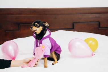 Pet chihuahua renkli taşaklarıyla koltukta oturur ve kameraya bakar. 