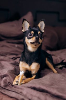 Yatakta battaniyenin altında oturan harika bir köpek. Güzel chihuahua 