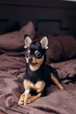 Yatakta battaniyenin altında oturan harika bir köpek. Güzel chihuahua 