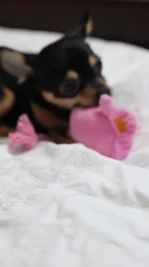 Küçük chihuahua köpeği oynuyor ve pembe oyuncağını ısırıyor.