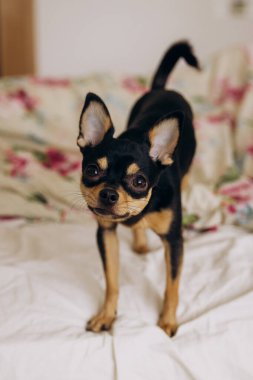 Küçük Chihuahua kameraya merakla bakıyor. Köpek bakışlarıyla gerçekten hipnotize ediyor.