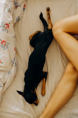 Safkan Chihuahua yatakta yatıyor.