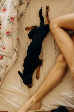 Safkan Chihuahua yatakta yatıyor.