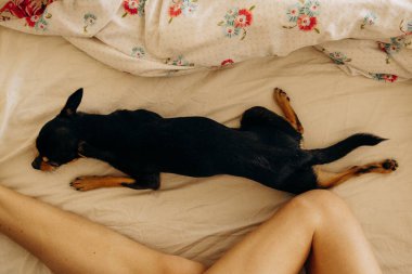 Safkan Chihuahua yatakta yatıyor.