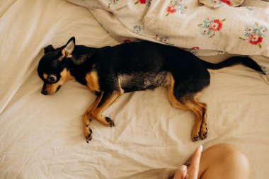 Safkan Chihuahua yatakta yatıyor.