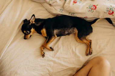 Safkan Chihuahua yatakta yatıyor.