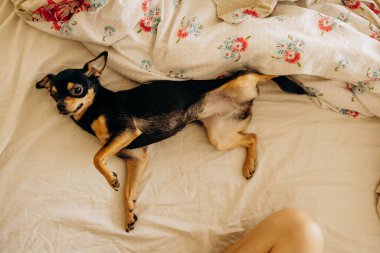 Safkan Chihuahua yatakta yatıyor.