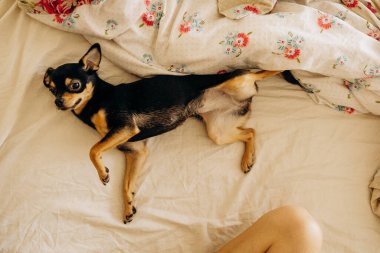 Safkan Chihuahua yatakta yatıyor.