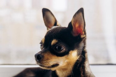 Küçük Chihuahua kameraya merakla bakıyor. Köpek bakışlarıyla gerçekten hipnotize ediyor.