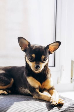 Küçük Chihuahua kameraya merakla bakıyor. Köpek bakışlarıyla gerçekten hipnotize ediyor.