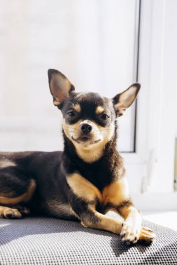 Küçük Chihuahua kameraya merakla bakıyor. Köpek bakışlarıyla gerçekten hipnotize ediyor.