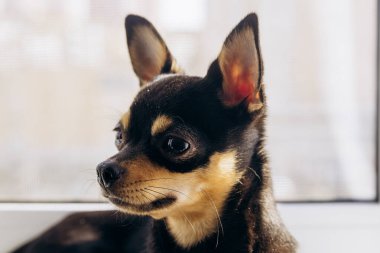 Küçük Chihuahua kameraya merakla bakıyor. Köpek bakışlarıyla gerçekten hipnotize ediyor.