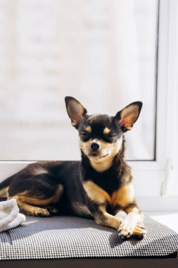 Küçük Chihuahua kameraya merakla bakıyor. Köpek bakışlarıyla gerçekten hipnotize ediyor.