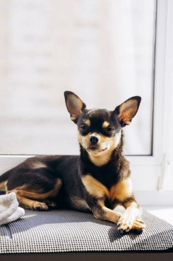 Küçük Chihuahua kameraya merakla bakıyor. Köpek bakışlarıyla gerçekten hipnotize ediyor.