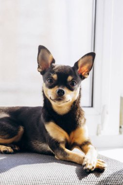 Küçük Chihuahua kameraya merakla bakıyor. Köpek bakışlarıyla gerçekten hipnotize ediyor.