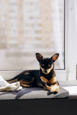 Küçük Chihuahua kameraya merakla bakıyor. Köpek bakışlarıyla gerçekten hipnotize ediyor.