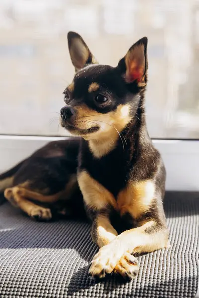Küçük Chihuahua kameraya merakla bakıyor. Köpek bakışlarıyla gerçekten hipnotize ediyor.