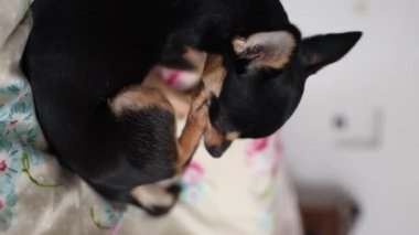 Küçük Chihuahua köpeği yatağa uzanıyor ve pençelerini çiğniyor. Hayvan bakımı