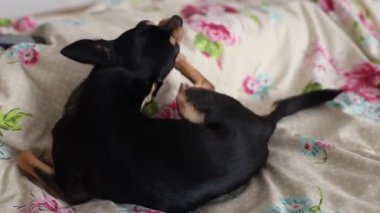 Küçük Chihuahua köpeği yatağa uzanıyor ve pençelerini çiğniyor. Hayvan bakımı