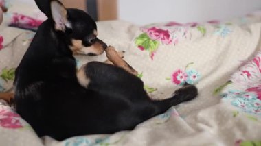 Küçük Chihuahua köpeği yatağa uzanıyor ve pençelerini çiğniyor. Hayvan bakımı