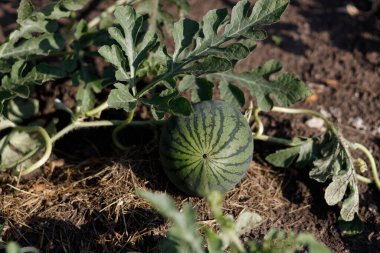 Ev yapımı karpuzlar sebze bahçesinde ve meyve bahçesinde sebze tarlalarında yetişir.