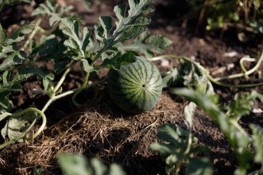 Ev yapımı karpuzlar sebze bahçesinde ve meyve bahçesinde sebze tarlalarında yetişir.