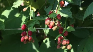Böğürtlenler bahçede olgunlaşıyor.