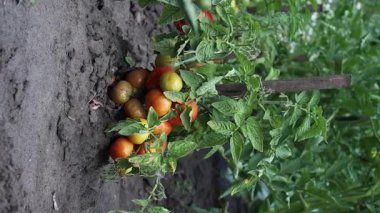 Domatesler yazın sebze bahçesinde olgunlaşır. yeşil meyve yetiştir