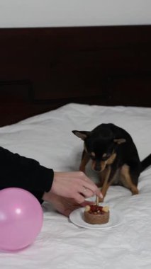 Safkan Chihuahua doğum gününü kutlar ve lezzetli yemekler yer..