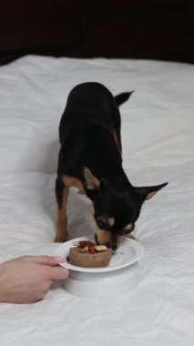 Safkan Chihuahua doğum gününü kutlar ve lezzetli yemekler yer..