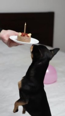 Safkan Chihuahua doğum gününü kutlar ve lezzetli yemekler yer..