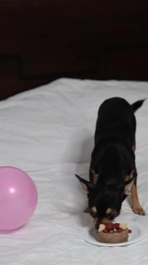 Safkan Chihuahua doğum gününü kutlar ve lezzetli yemekler yer..