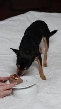 Safkan Chihuahua doğum gününü kutlar ve lezzetli yemekler yer..