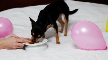 Safkan Chihuahua doğum gününü kutlar ve lezzetli yemekler yer..