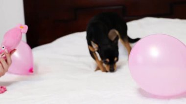 Safkan Chihuahua doğum gününü kutlar ve lezzetli yemekler yer..