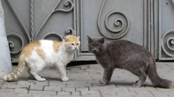 Komunikacja Dwóch Kotów Podwórku Rudy Kot Młody Szary Kociak Wysokiej — Zdjęcie stockowe