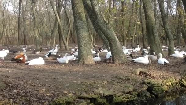 ウクライナのヘルソン地方 アスカニア ノヴァの保護区へのツアー 池の白い白鳥とアヒル — ストック動画