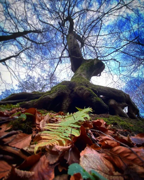 木の根の前にカラフルな秋の公園 高品質の写真 — ストック写真