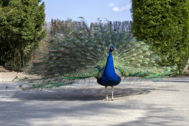 Hint Peafbaykuşu. Denizcilerin dikkatini çekmek için dans ediyor. Pavo Kristali olarak da bilinir. Yüksek kalite fotoğraf